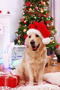 拉布拉多的圣诞老人的帽子，坐在格子上礼物盒上木地板和圣诞装饰背景