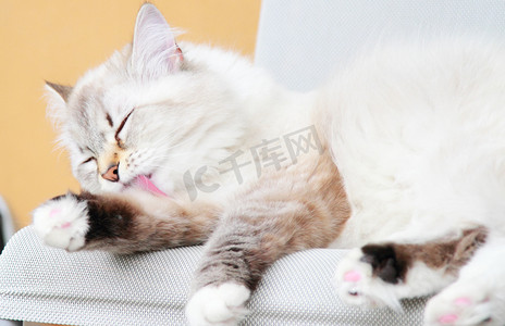 长头发短头发摄影照片_在一年的西伯利亚品种只白色的猫