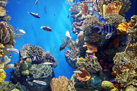 水族馆 → 大井海滨与海底生活