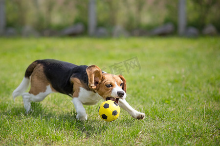 体育足球摄影照片_踢足球比格犬