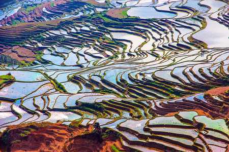 水资源地球占比摄影照片_中国南方水的稻田