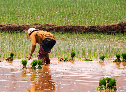 云南省昆明市附近种植水稻