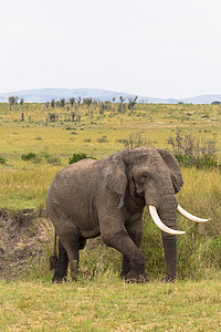 大象在灌木丛中。肯尼亚 马赛马拉.