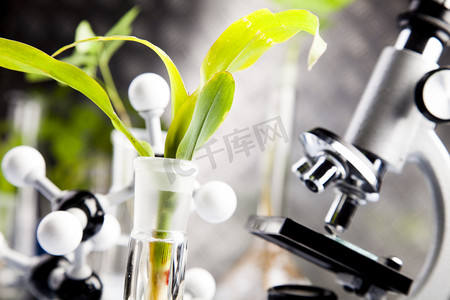 玻璃器皿摄影照片_在试管实验中植物的特写