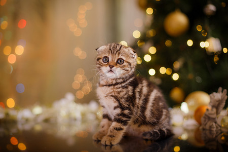 英国小猫，圣诞节和新年