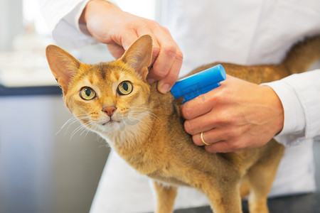 高考体检摄影照片_微芯片植入的猫医疗环境
