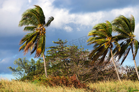 椰子树和强风