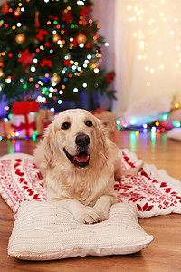 可爱的小狗装饰摄影照片_拉布拉多躺在格子上木地板和圣诞装饰背景