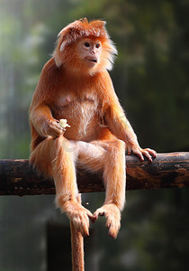 爪哇叶 (trachaypithecus 鲫鱼).