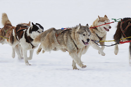 哈士奇雪橇犬在雪中运行