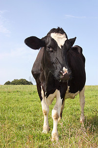 养殖动物黑白花奶牛