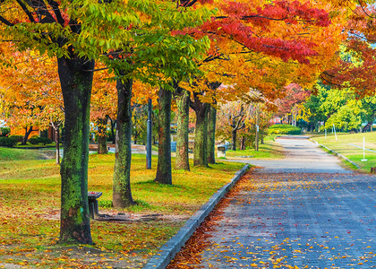 动漫行李箱摄影照片_秋天叶在日本广岛中央公园