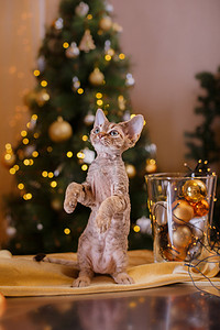 德文郡 Rex 猫，圣诞节和新年