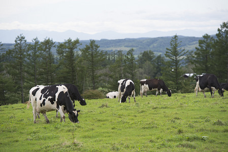 黑牛摄影照片_在荒野中吃草的牛