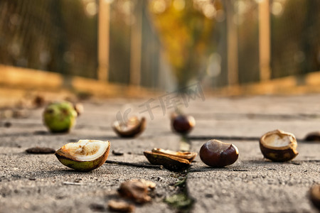 chesnuts 在路面上