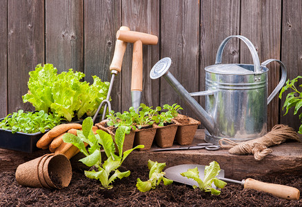 园艺工具种植蔬菜喷壶