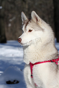 雪摄影照片_西伯利亚雪橇犬