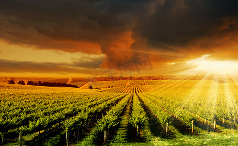 风景摄影照片_令人惊叹的葡萄园日落