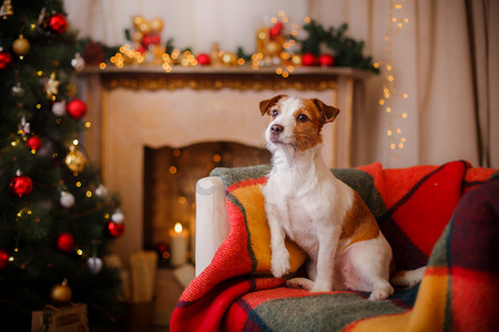 圣诞节绿色帽子摄影照片_在圣诞节和新年的杰克罗素狗