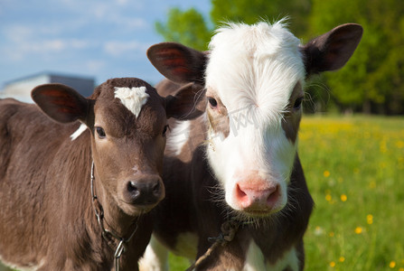 农村动物摄影照片_年轻的犊牛的关门