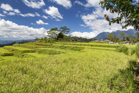 Golo Cador 米梯田上的蓝天在 Ruteng 上, 印度尼西亚. 