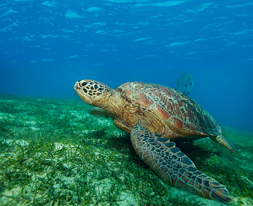 野生动物海洋大海龟