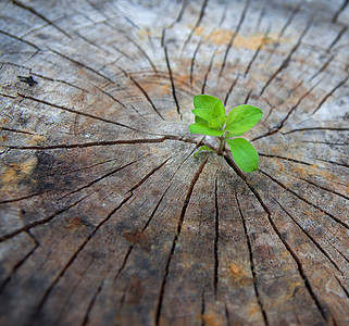 斗争摄影照片_生态学的概念。上升的老木萌芽，象征着新的生命斗争