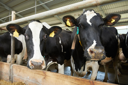 挤奶摄影照片_在农场挤奶时奶牛群