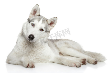 在白色背景上的西伯利亚爱斯基摩狗