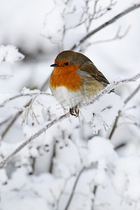 罗宾，erithacus rubecula