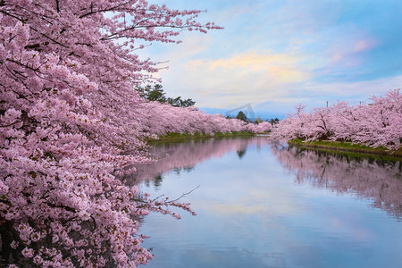 春天4月摄影照片_樱花在弘前公园, 日本