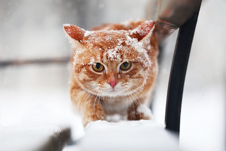白色雪花摄影照片_坐在公园长椅上的红猫
