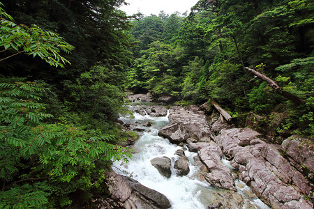 自然遗产日摄影照片_日本屋久岛岛自然游憩林之一 Yakusugiland 公园河的主要景观.