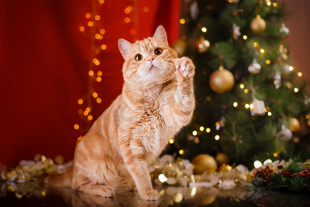 红色新年摄影照片_英国小猫，圣诞节和新年