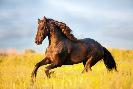 风景动物摄影照片_黑 friesian 马跑驰骋在字段中