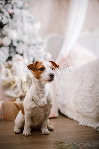开心铃铛摄影照片_杰克罗素狗在圣诞节