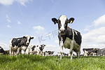 在阳光明媚天空下荷兰草甸的黑白花奶牛的特写