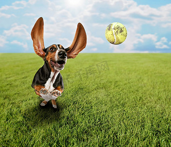 跳啊摄影照片_短腿猎犬追逐网球