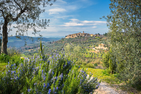 古老的小镇上一座小山与橄榄树，Castelmuzio.
