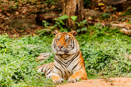 印度这只老虎在野外。皇家，孟加拉虎