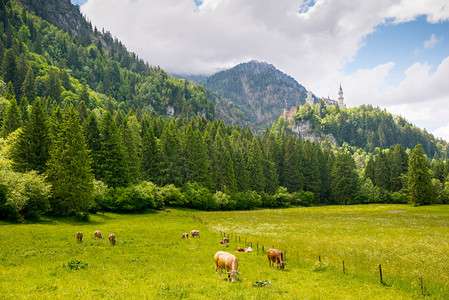 母牛在高山草甸在新天鹅堡城堡附近, 菲森, 巴伐利亚, 德国