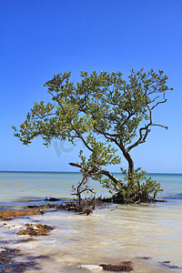 沼泽地摄影照片_红树林树生长在海