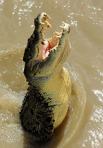出水素果摄影照片_跳跃的咸水鳄鱼澳大利亚
