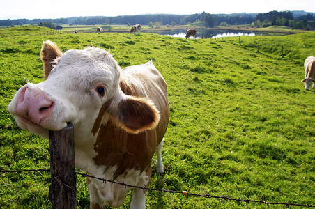 农场牛摄影照片_快乐牛
