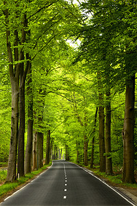 五彩斑斓的叶子摄影照片_森林美路