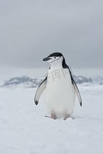 南极企鹅阴雨的天气.