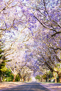 街道植物摄影照片_蓝花楹树的旁边的柏油路在南非