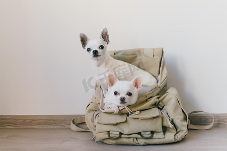 两只奇瓦瓦犬坐在嬉皮士帆布背包口袋里，脸上挂着滑稽的表情，看着不同的样子。狗的旅行。舒服地放松。宠物在度假。动物一家一起躺在家里.