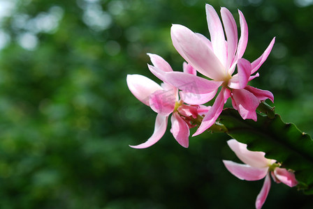 夏季植物背景摄影照片_粉红色兰花仙人掌盛开