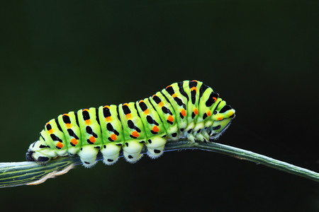 绿色毛毛虫-凤蝶 machaon